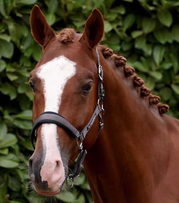 Hovedbilde Premier Equine Corda Polstret Grime Med Leietau