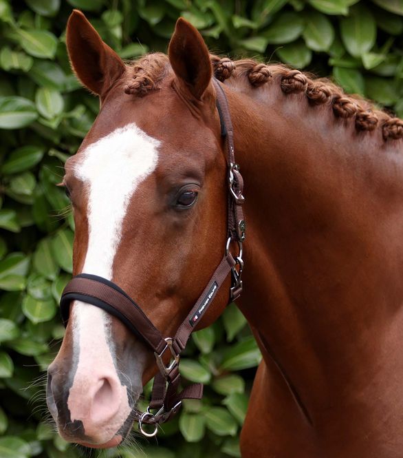 Hovedbilde Premier Equine Corda Polstret Grime Med Leietau