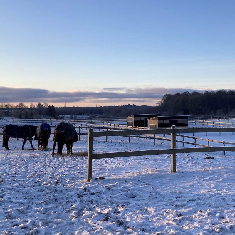 Leskur til Hest