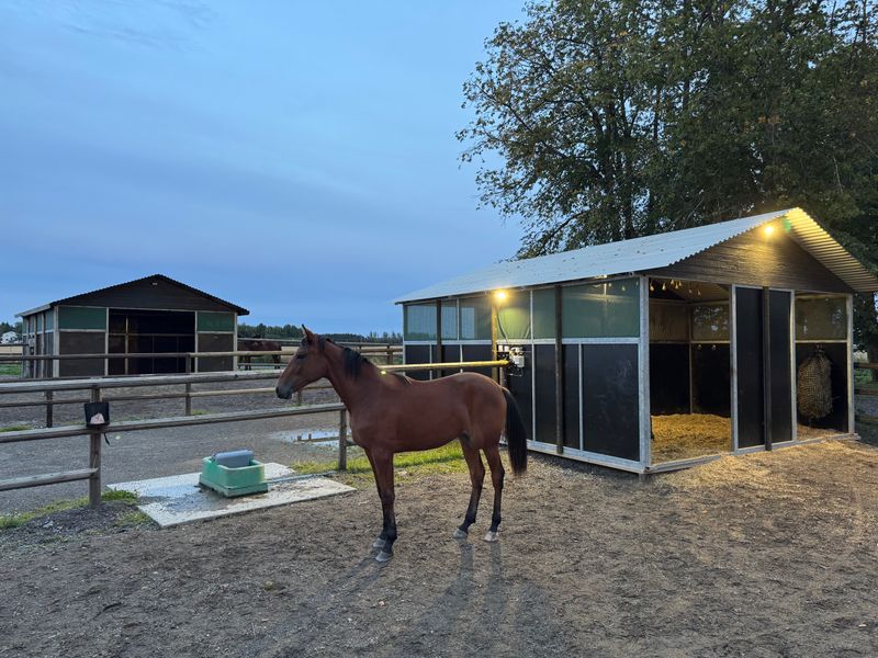 Leskur, liggehall, løsdrift til hest (Contryhus)
